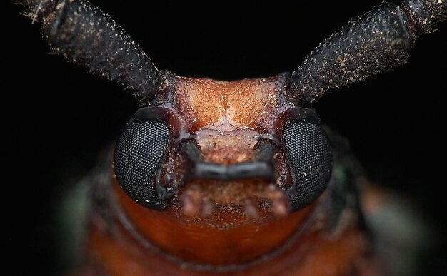 Foto close-up de um inseto