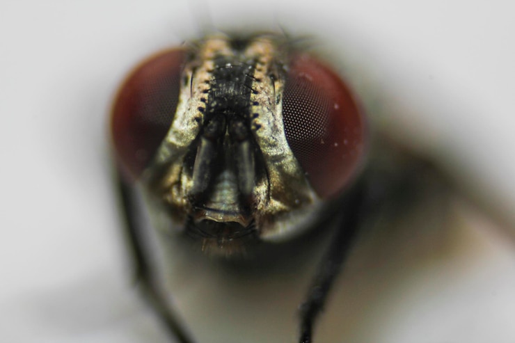 Foto close-up de um inseto