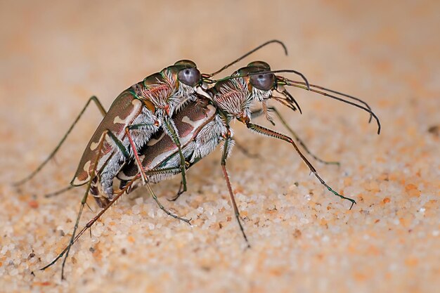 Close-up de um inseto