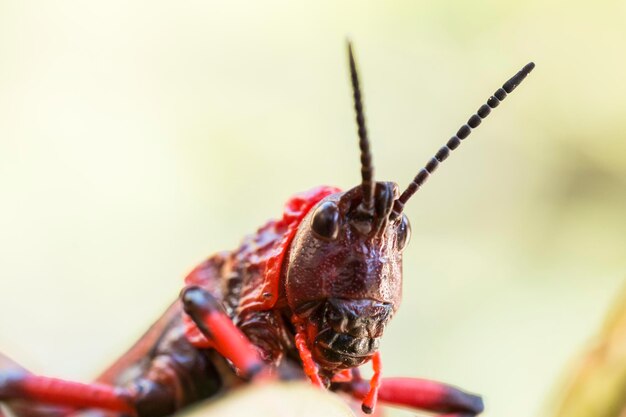 Foto close-up de um inseto