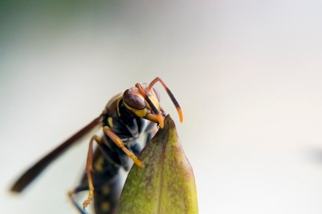 Foto close-up de um inseto