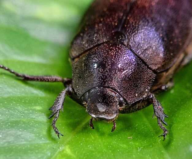 Foto close-up de um inseto