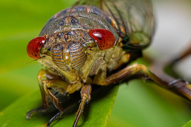 Foto close-up de um inseto