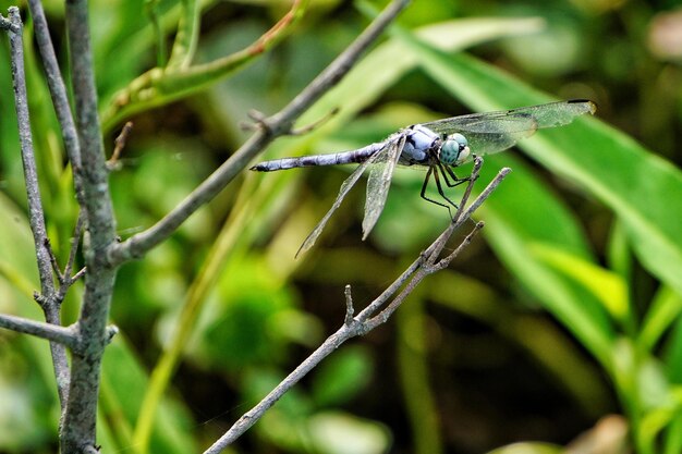 Foto close-up de um inseto