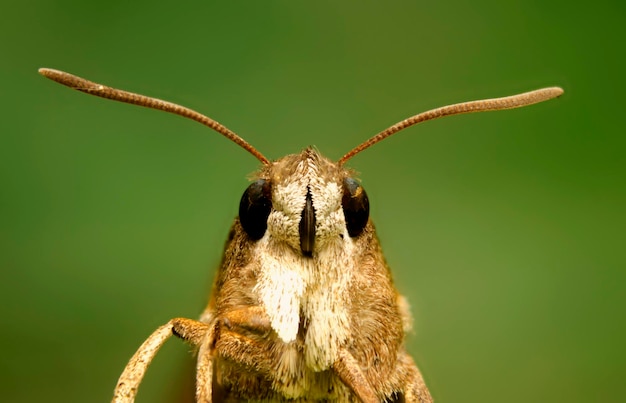 Foto close-up de um inseto