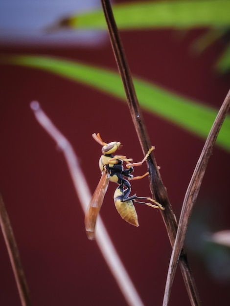 Foto close-up de um inseto