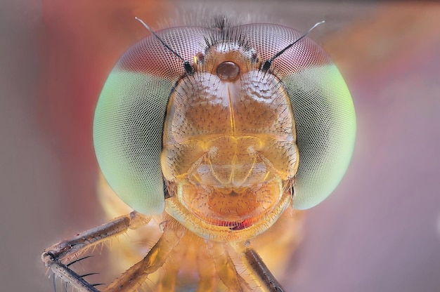 Close-up de um inseto