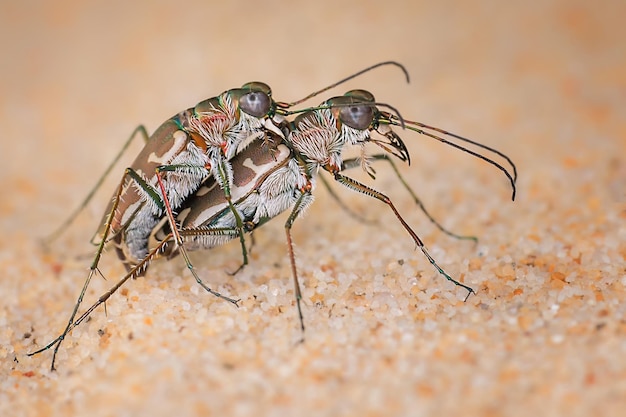 Close-up de um inseto