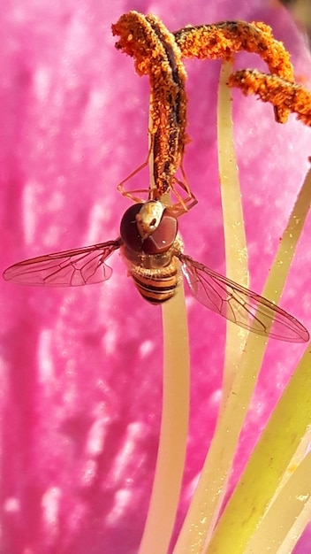 Foto close-up de um inseto