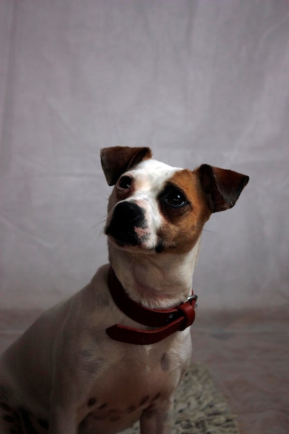 Close-up de um Jack Russell Terrier