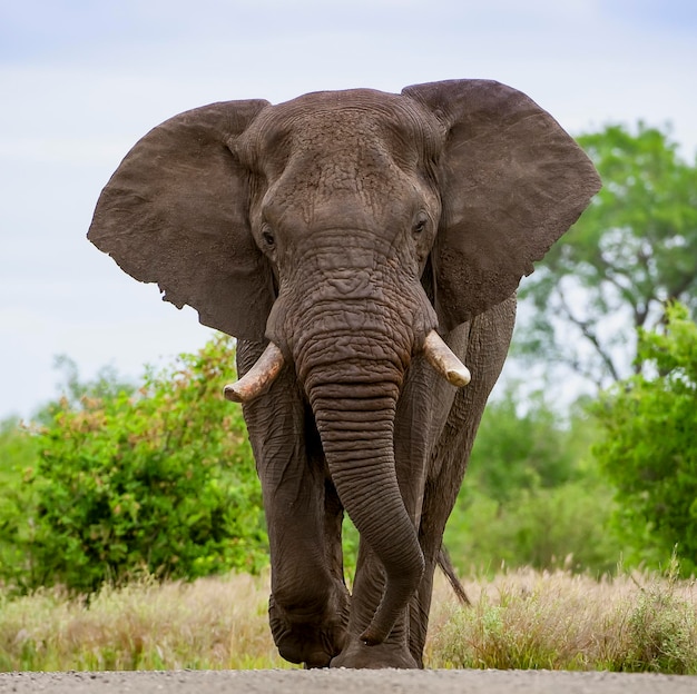 Close-up de um l em direção a um elefante-touro africano com grandes presas caminhando