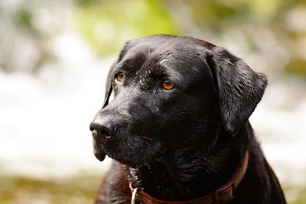 Close-up de um labrador preto molhado