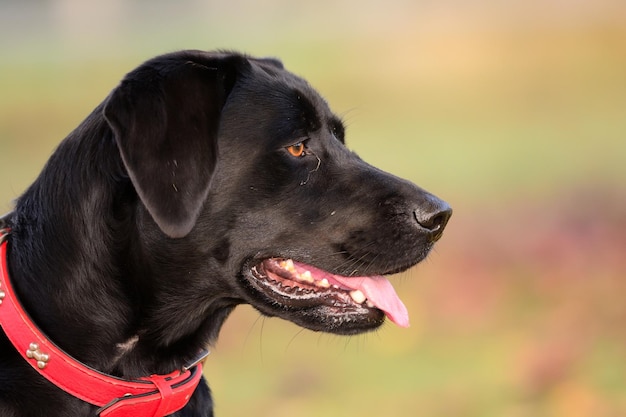 Close-up de um labrador preto olhando para longe