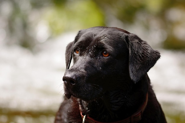 Close-up de um labrador retriever