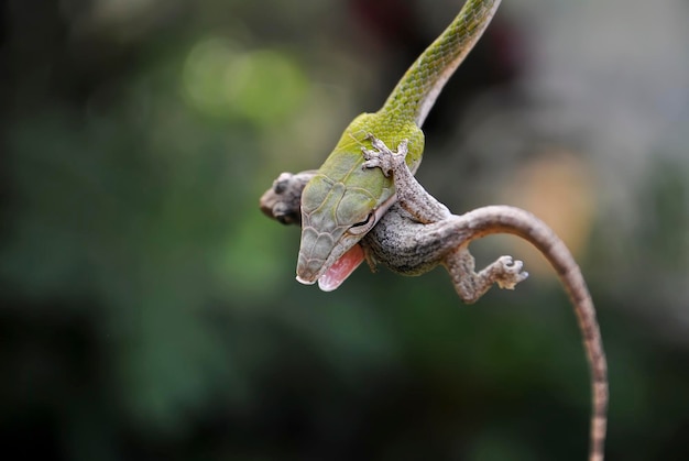 Close-up de um lagarto caçando cobras