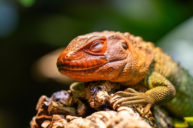 Close-up de um lagarto caimão Dracaena