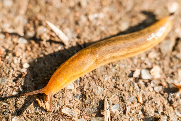 Close-up de um lagarto em um campo