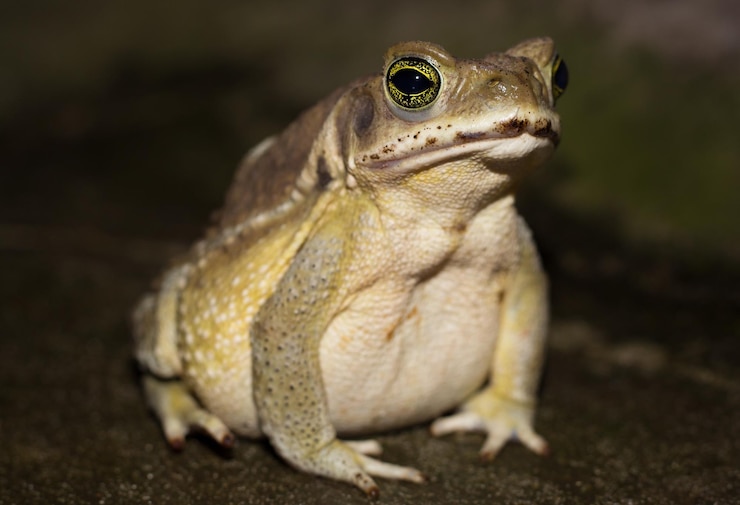 Foto close-up de um lagarto em um campo