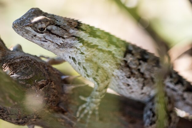 Foto close-up de um lagarto em um galho