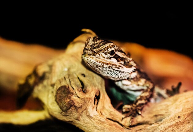 Foto close-up de um lagarto em uma árvore