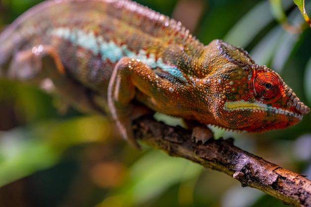 Close-up de um lagarto em uma árvore