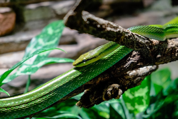 Foto close-up de um lagarto em uma árvore