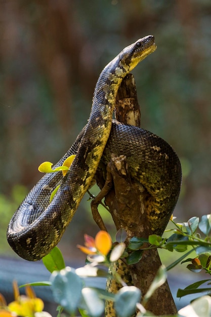 Close-up de um lagarto em uma árvore