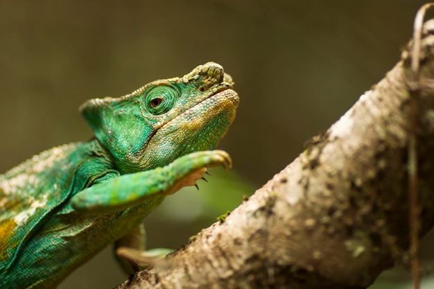 Close-up de um lagarto em uma árvore