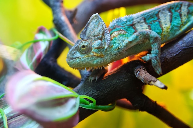 Foto close-up de um lagarto em uma árvore