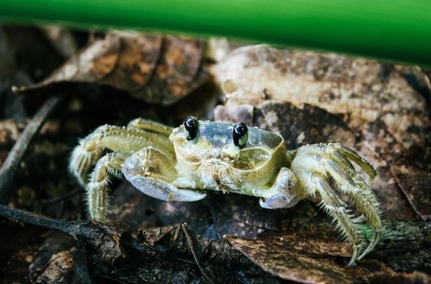 Foto close-up de um lagarto em uma árvore