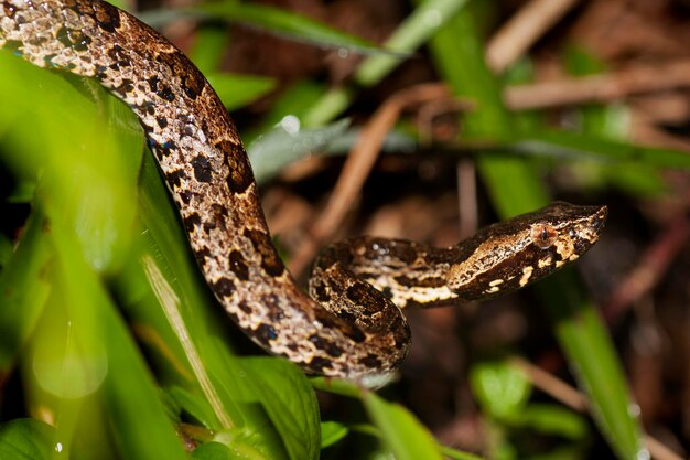 Close-up de um lagarto em uma árvore