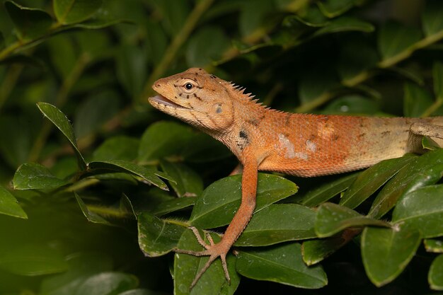 Foto close-up de um lagarto em uma folha