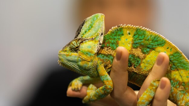 Close-up de um lagarto em uma mão