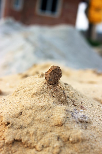 Foto close-up de um lagarto na areia da praia