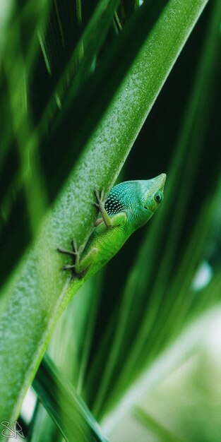 Foto close-up de um lagarto na folha