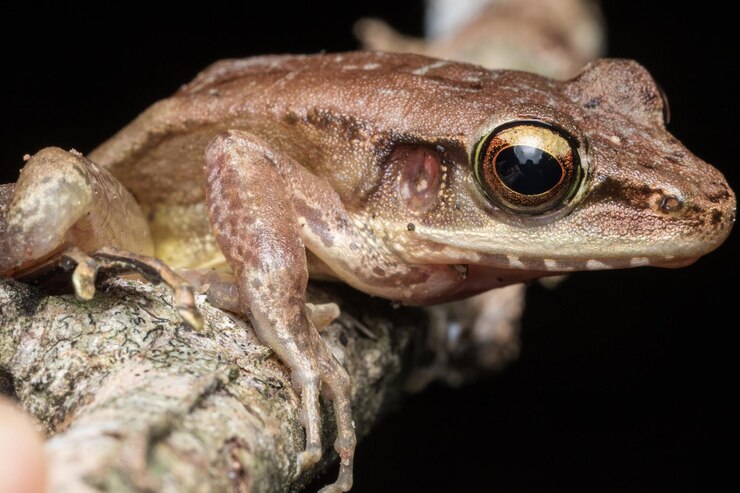 Foto close-up de um lagarto na rocha à noite