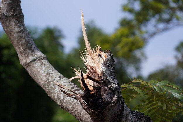 Foto close-up de um lagarto no tronco de uma árvore