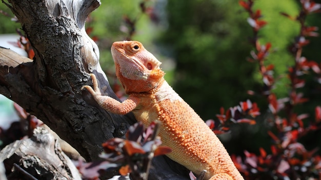 Close-up de um lagarto no tronco de uma árvore