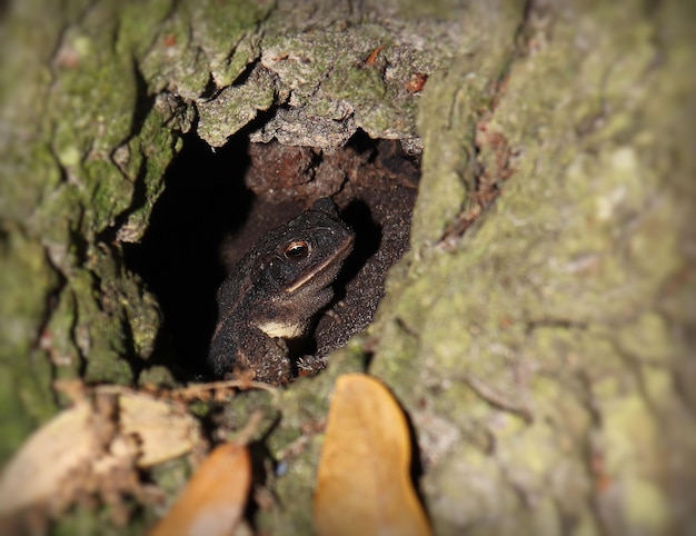 Foto close-up de um lagarto no tronco de uma árvore