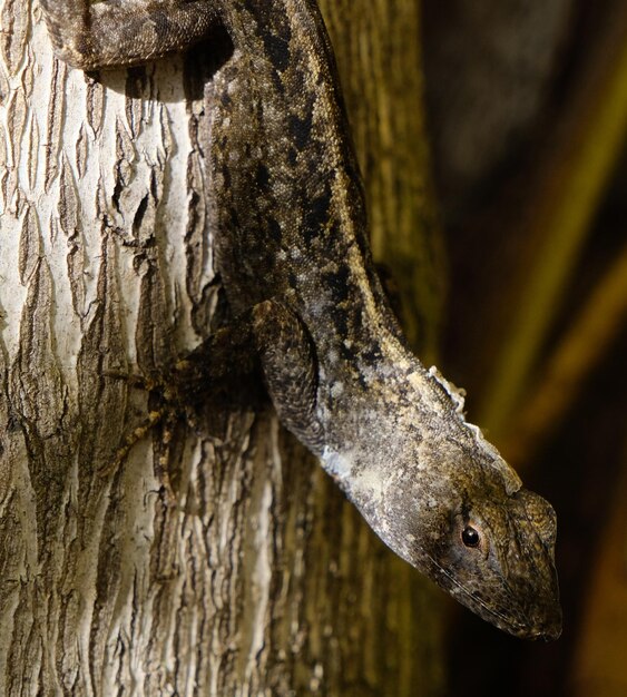 Foto close-up de um lagarto no tronco de uma árvore