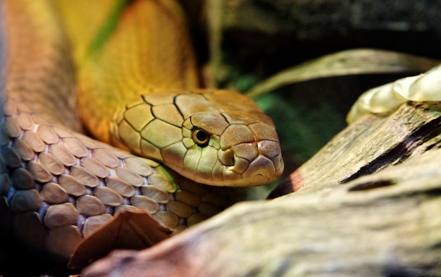 Foto close-up de um lagarto no zoológico