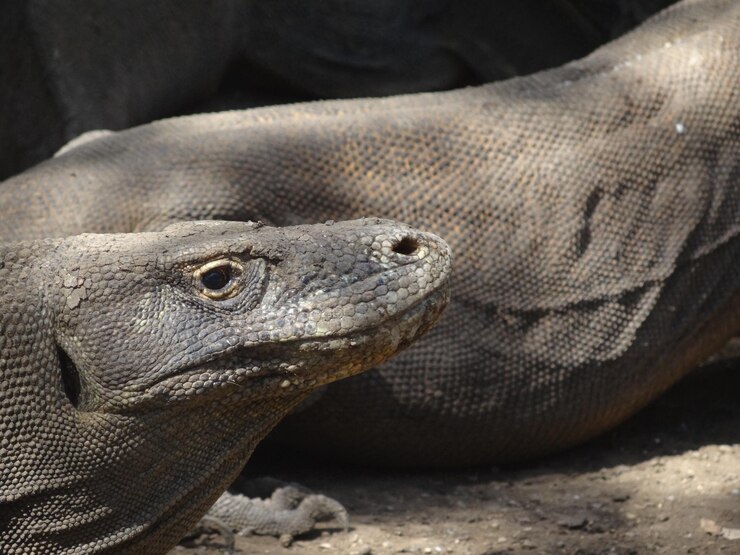 Foto close-up de um lagarto no zoológico