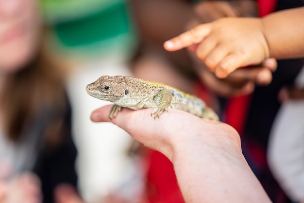 Close-up de um lagarto segurando a mão