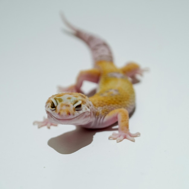 Close-up de um lagarto sobre fundo branco