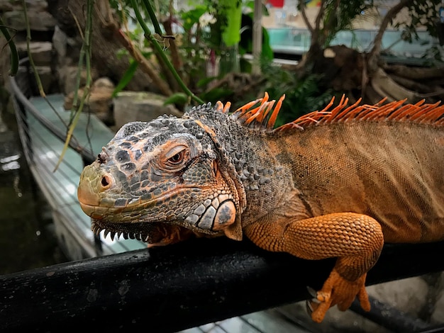 Foto close-up de um lagarto