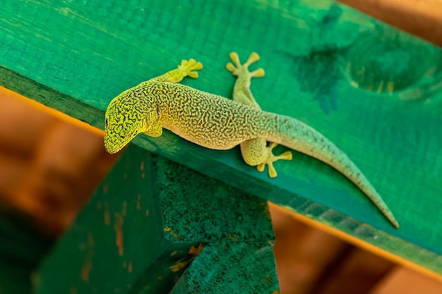 Close-up de um lagarto