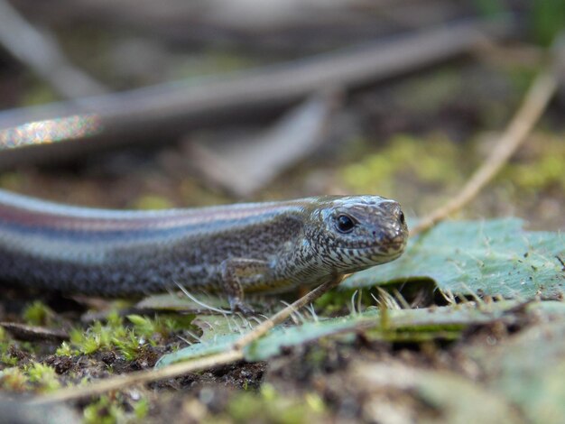 Close-up de um lagarto