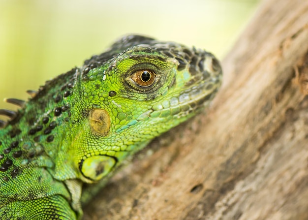 Foto close-up de um lagarto