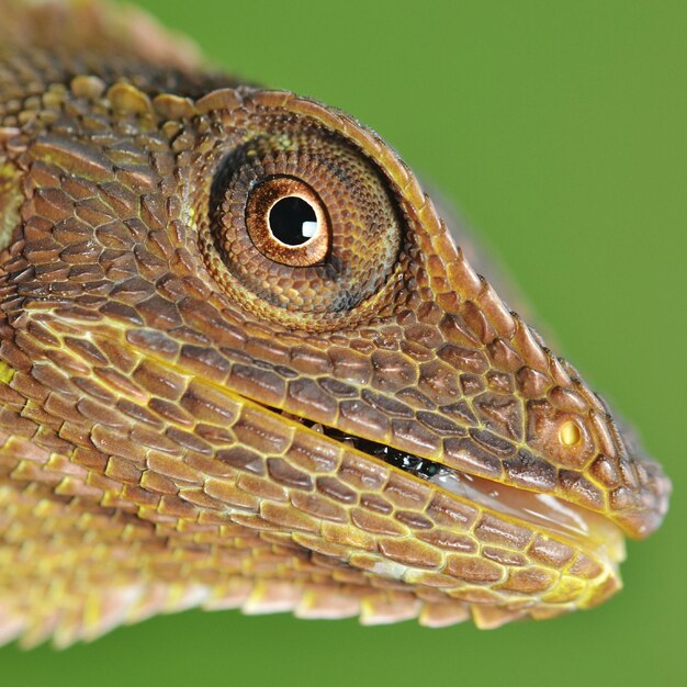 Foto close-up de um lagarto