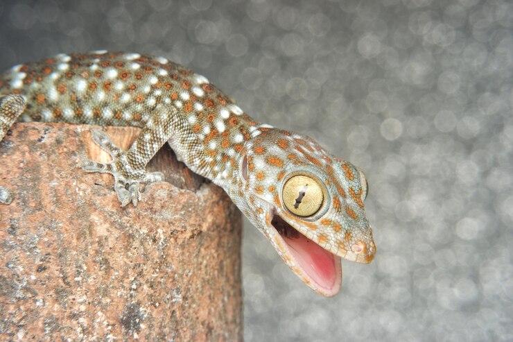 Foto close-up de um lagarto